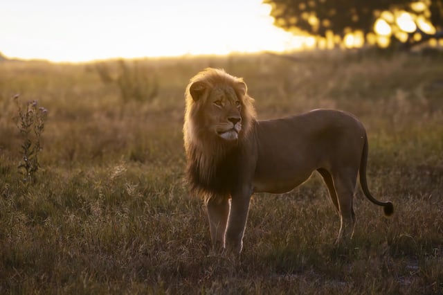 The lion known as "Blondie," seen here in April 2025, was killed by a trophy hunter in Zimbabwe.