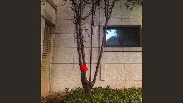 red flower