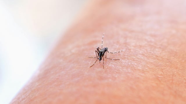 This decline in dengue cases in Bengaluru is attributed to early public health measures and less favourable weather for mosquito breeding.