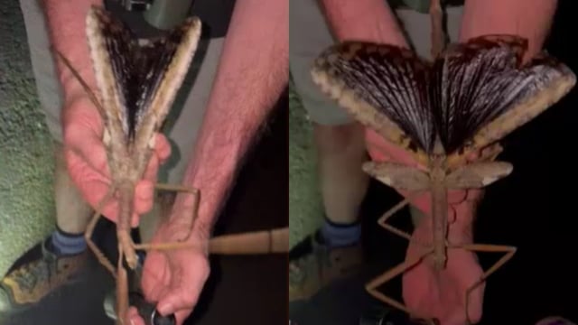 Australia insect goes viral. Image Source: Australian Broadcasting Corporation