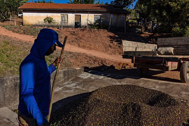 A worker during a coffee harvest in Jacutinga, Brazil, on July 31, 2025. 