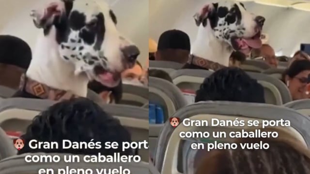 Un Gran Danés se volvió viral al viajar como pasajero en un vuelo de la CDMX a Puerto Vallarta, autorizado como animal de apoyo emocional|Foto: X
