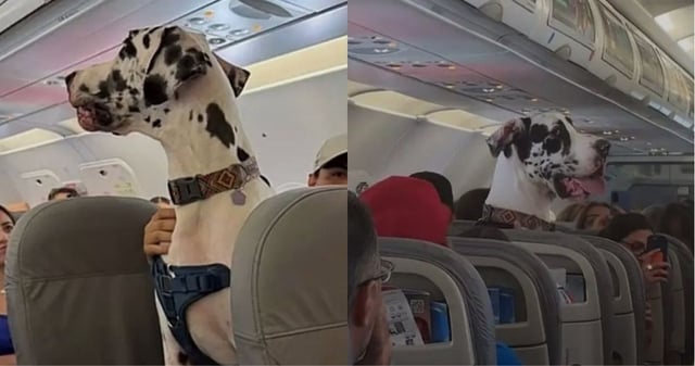 Un perro de raza gran danés fue captado en video viajando como pasajero a bordo de un avión. Foto: Tomada de redes sociales
