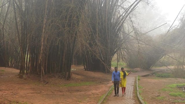 A couple walks along a path at Cubbon Park on a misty afternoon in Bengaluru. (Image for representation)
