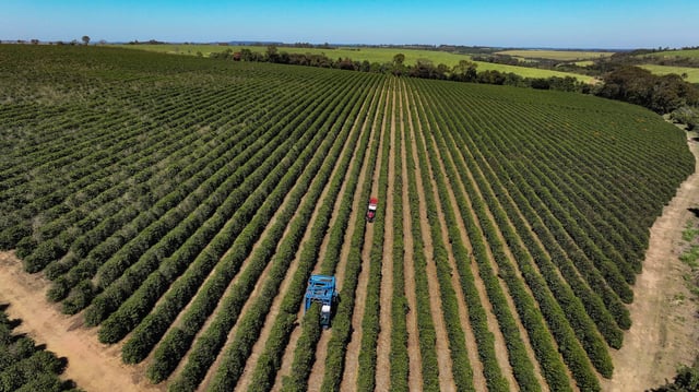 A drone view shows coffee crop fields in Franca, Brazil, August 1, 2025. REUTERS/Joel Silva/File Photo