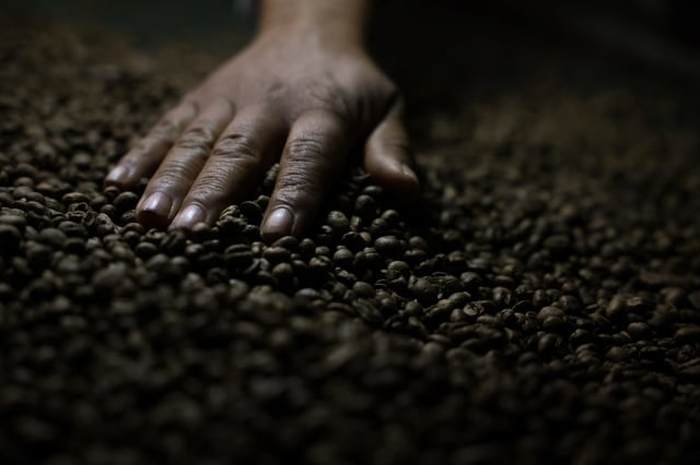 A worker checks roasted coffee beans at a farm near Brasilia, Brazil July 15, 2025. REUTERS/Adriano Machado/File Photo