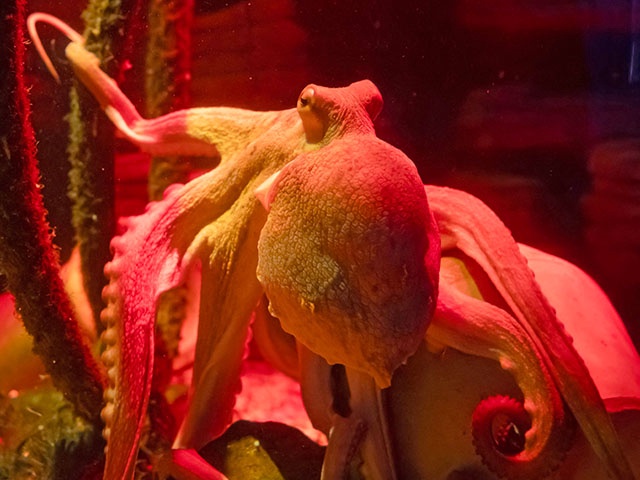 One year old Octopus Oktavius swims in Berlin's Sealife aquarium, on July 20, 2021. - Octopus Oktavius reaches on his first birthday on July 20, 2021 a tentacles' span of about two meters, and received an extra portion of fish to celebrate his anniversary. (Photo by PAUL ZINKEN / AFP) (Photo by PAUL ZINKEN/AFP via Getty Images)