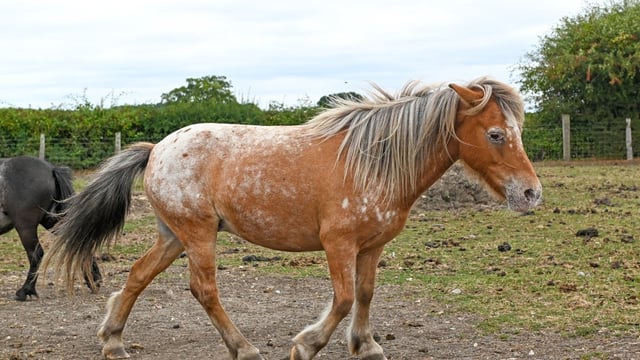 The recovered ponies are back on James Penny’s farm