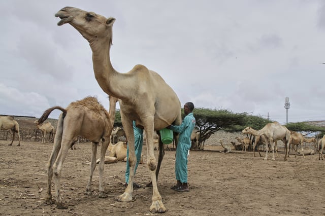 Farmers milk a camel at Beder Camel Farm on the outskirts of the capital Mogadishu, Somalia, Wednesday, June 18, 2025. (AP Photo/Farah Abdi Warsameh)
