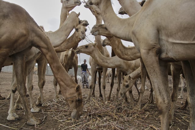 A Somali man grazes camels in Beder Camel Farm on the outskirts of the capital Mogadishu, Somalia, Wednesday, June 18, 2025. (AP Photo/Farah Abdi Warsameh)