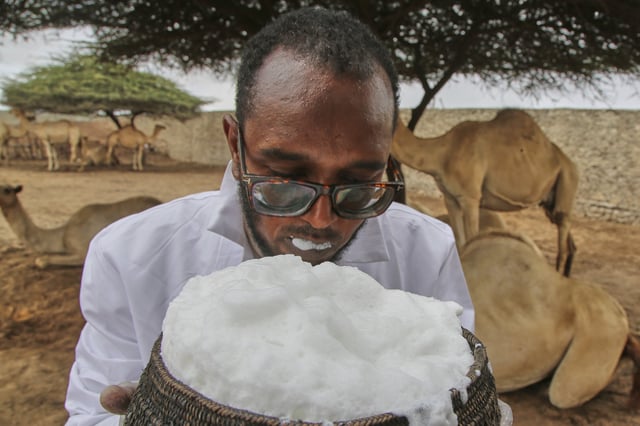 Abdirisak Mire Hashi, a veterinarian and the farm's manager, drinks from a cup filled with camel milk in Beder Camel Farm on the outskirts of the capital Mogadishu, Somalia, Wednesday, June 18, 2025. (AP Photo/Farah Abdi Warsameh)