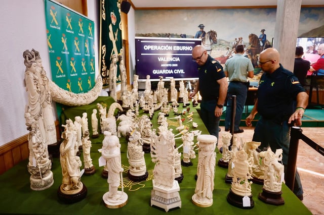 La Guardia Civil interviene 127 figuras elaboradas con colmillos de elefantes asiáticos y africanos en la operación Eburno.