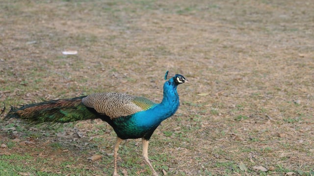20 peacocks were reportedly found dead in Karnataka. (Pic for representation)