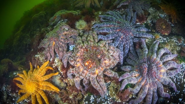 A healthy population of sunflower sea stars found in British Columbia’s Knight Inlet in 2023.