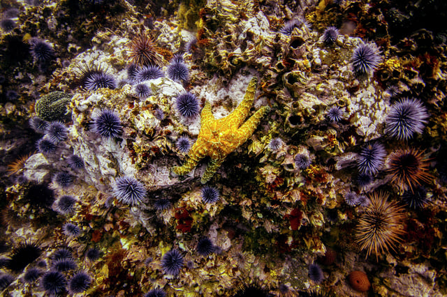 A yellow sea star is surrounded by purple sea urchins and underwater plants growing on a rock off the north coast of California near Fort Bragg in 2019. 