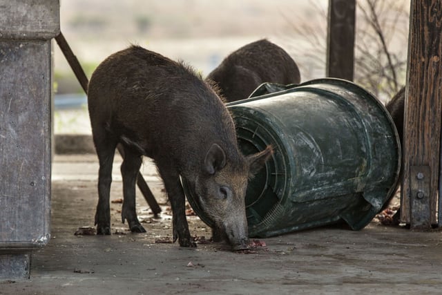 FILE: Wild pigs forage for food at California’s Lake San Antonio on June 22, 2021.