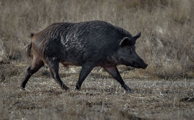 FILE: A wild pig moves through a field in California.