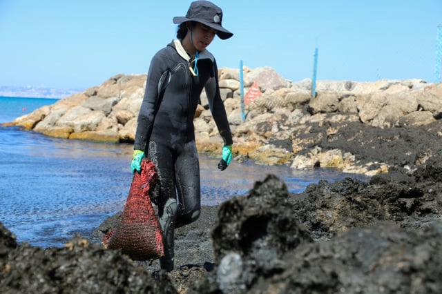 A volunteer helps remove piles of washed-up seaweed of the invasive Rugulopteryx okamurae algae, originating from east Asia, from Al-Marsa beach in Algiers on July 30, 2025.