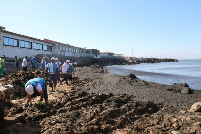 Volunteers remove piles of washed-up seaweed of the invasive Rugulopteryx okamurae algae, originating from east Asia, from Al-Marsa beach in Algiers on July 30, 2025.