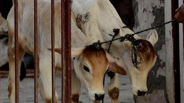 The cow was rescued and sent to a gaushala of the civic body.