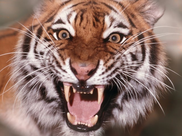 IGER (Photo by H. Armstrong Roberts/ClassicStock/Getty Images)