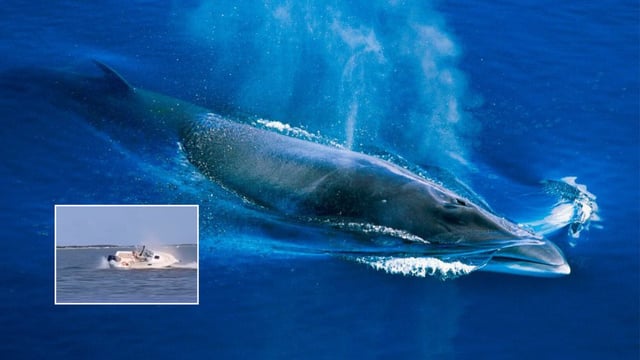 Una ballena muere tras chocar con un bote en Nueva Jersey. Foto: ballenaswiki.com