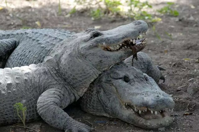 Israel Orders Emergency Killing of 200 Starving Crocodiles