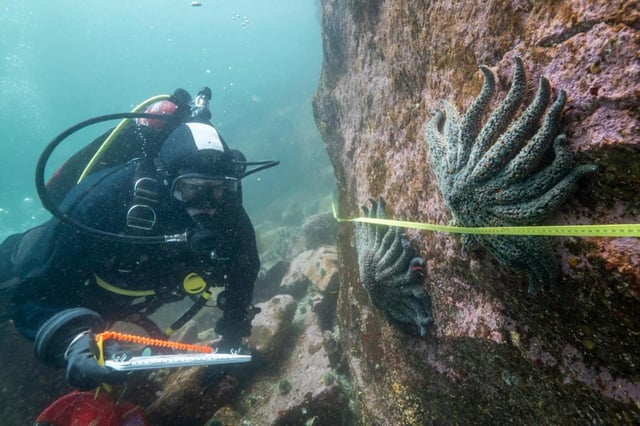 Foto suministrada por el Instituto Hakai que muestra a la científica Alyssa Gehman con estrellas de mar en la costa de la Columbia Británica, Canadá, en 2023. (Bennett Whitnell/ Instituto Hakai via AP)