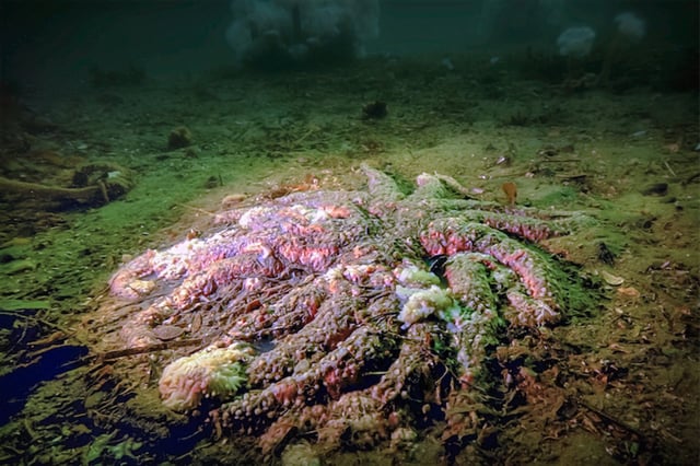 © Grant Callegari/Hakai Institute