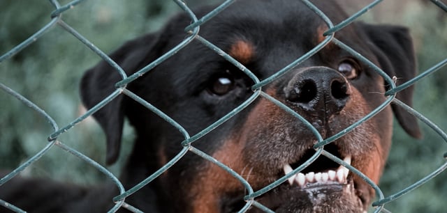 Rottweiler gelten in Frankreich als potenziell gefährliche Hunde