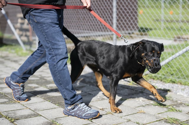 Ein Junge wurde von einem Rottweiler totgebissen. (Symbolbild)