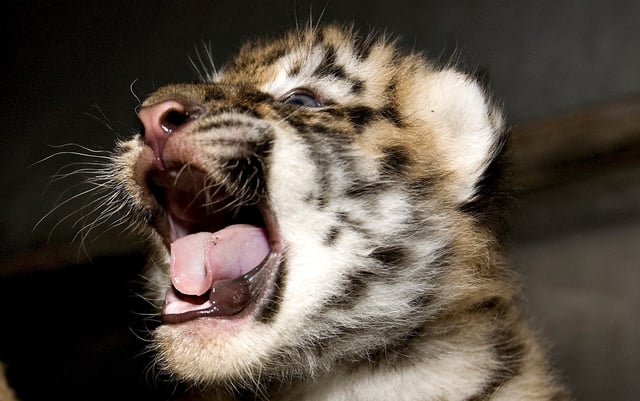 A Siberian tiger cub at Denmark&#39;s Aalborg Zoo.