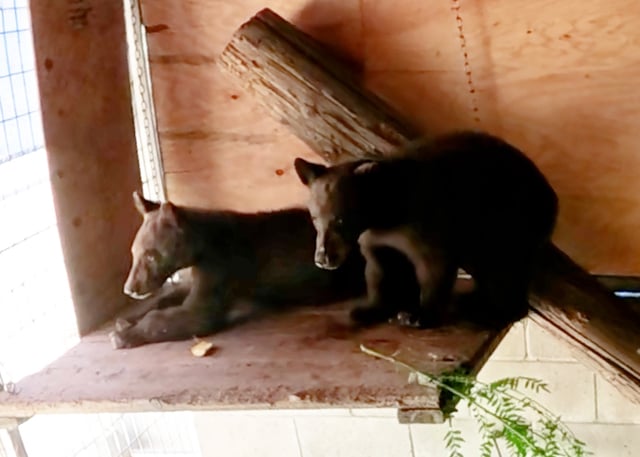 Two bear cubs at the Ramona Wildlife Center. 