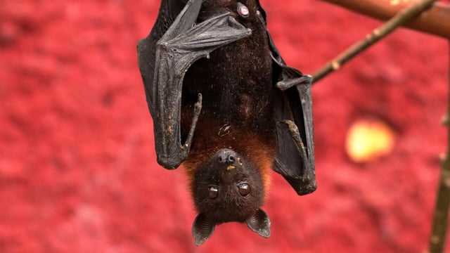 Erica Kahn had noticed multiple bats flying while she took pictures of the night sky, but ignored them.