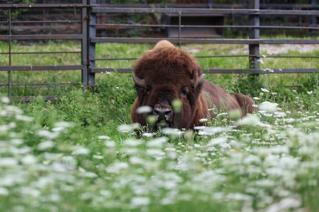 A European bison is seen at Kaliningrad Zoo in Russia, on July 25, 2025.