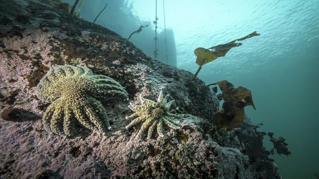 Researchers have identified Vibrio pectenicida, a bacterium previously known to infect shellfish, as the cause.