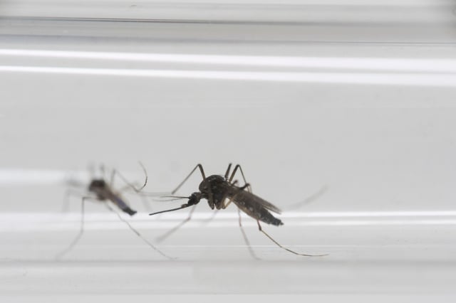 In this Monday, May 23, 2016 photo, Aedes aegypti mosquitos sit inside a glass tube at the Fiocruz institute.