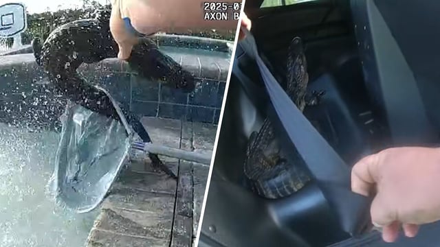 Bodycam video shows the moment a Florida deputy encountered an angry alligator that didn’t want to be disturbed while taking a dip in a pool