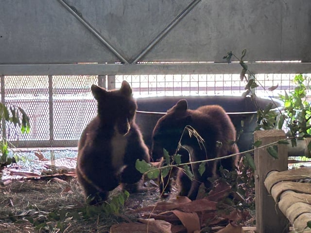 Two male black bear cubs survived after they were orphaned in Northern California and brought to the San Diego Humane Society Ramona Wildlife Center. (San Diego Humane Society)