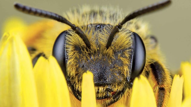 En México mueren de 80 a 90 seres humanos al año por picadura de abeja.