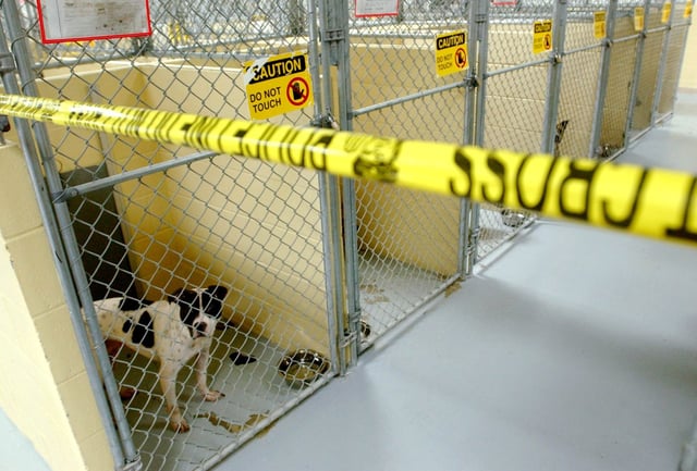 The Pit bulls that were owned by former NFL player LeShon Johnson are being kept in a section of the Tulsa Animal Shelter that is marked off by tape, Monday, April 11, 2005, as evidence in the case against him at the Tulsa Animal Shelter in Tulsa, Okla.  (AP Photo/The Tulsa World, John Clanton)