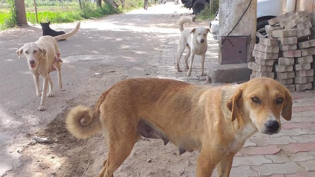 Animal rights activists at the meeting flagged that hospitals to treat animals are only on paper. (Representative photo)