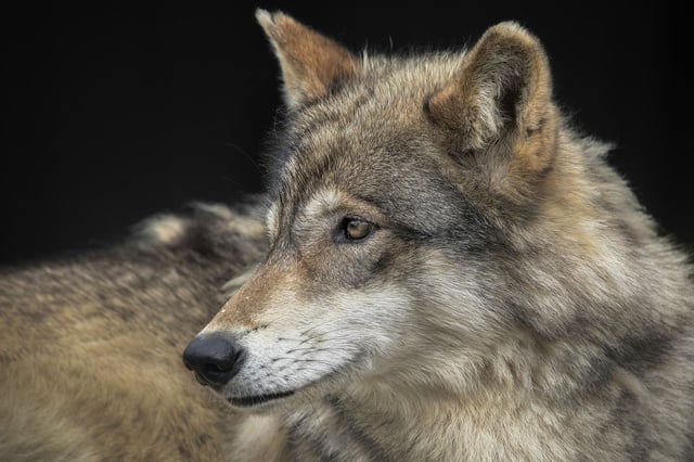 Northern California&#39;s wolf population is steadily growing, with three new packs discovered in May.