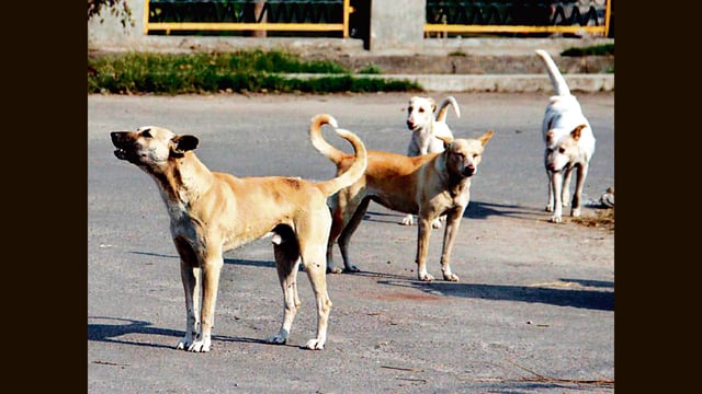 While 373 suspected rabies cases were reported in 2018, only 19 cases have been recorded so far in 2025. Similarly, confirmed rabies cases reduced from 220 in 2018 to just 3 in the current year. (REPRESENTATIVE PIC)