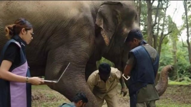 Elephant