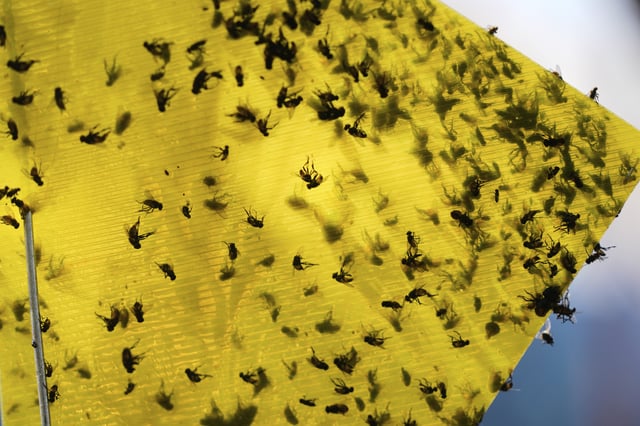 Flies of various species sit stuck in a trap near the pens of an auction in Hermosillo, Sonora state, Mexico, Tuesday, July 29, 2025. (AP Photo/Fernando Llano)