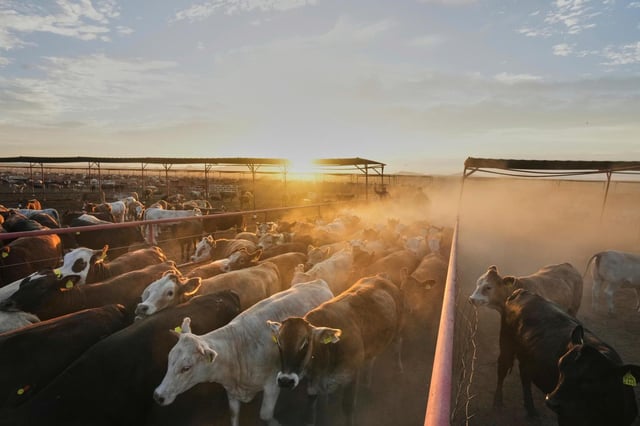 Trabajadores arrean ganado en una hacienda que lo exporta a Estados Unidos, el martes 29 de julio de 2025, en Zamora, en el norte de México. (AP Foto/Fernando Llano)