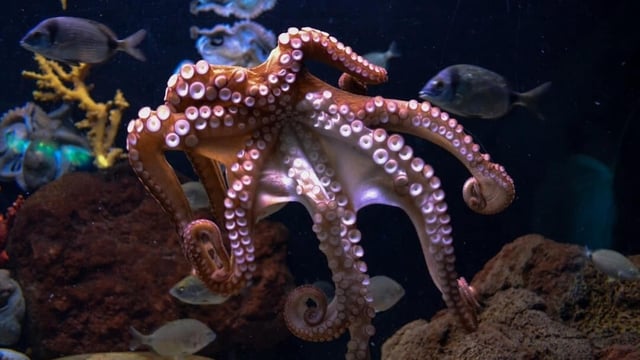 An octopus reportedly attacked a six-year-old boy during an interactive exhibit last month at the San Antonio Aquarium,