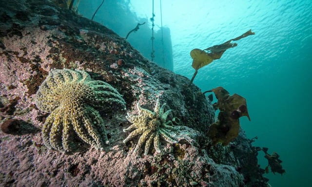 Sonnenblumen-Seesterne (Pycnopodia helianthoides) klammern sich in den Kaltwasserfjorden der Central Coast von British Columbia an das Leben, wie hier im Burke Channel. © Mit freundlicher Genehmigung von Grant Callegari/Hakai Institute
