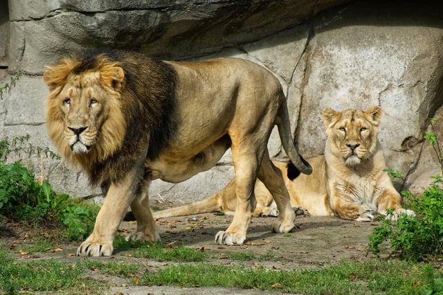 2T2FBY6 Lion (Panthera leo) and consort at Aalborg Zoo, North Jutland, Denmark